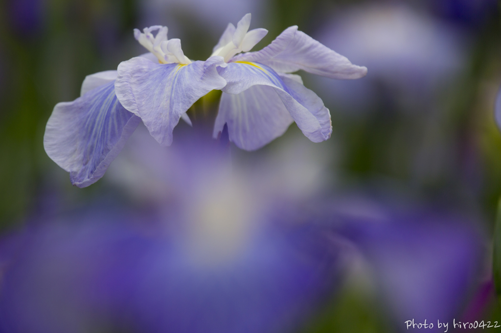 菖蒲園