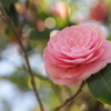 camellia