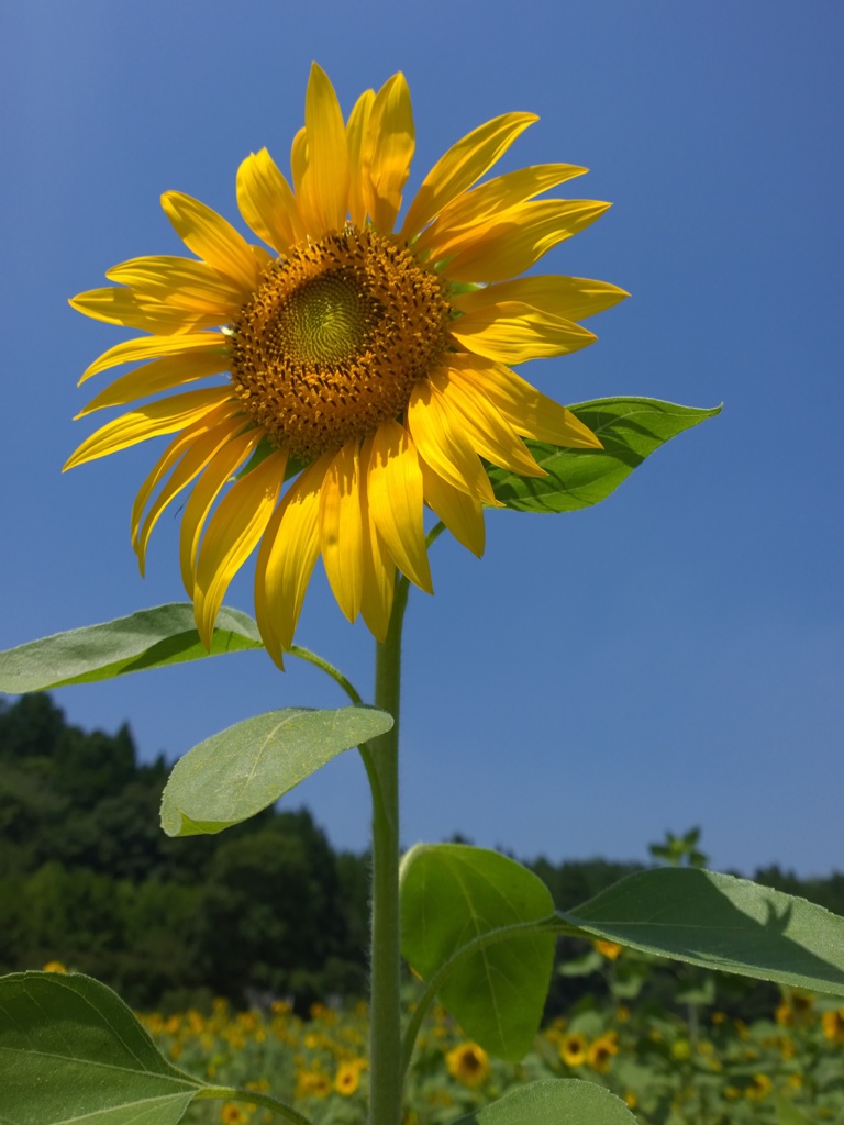 日に向く、向日葵