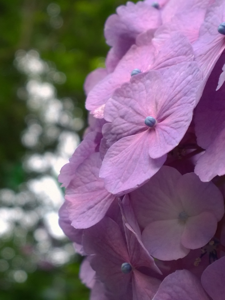 紫陽花 ピンク