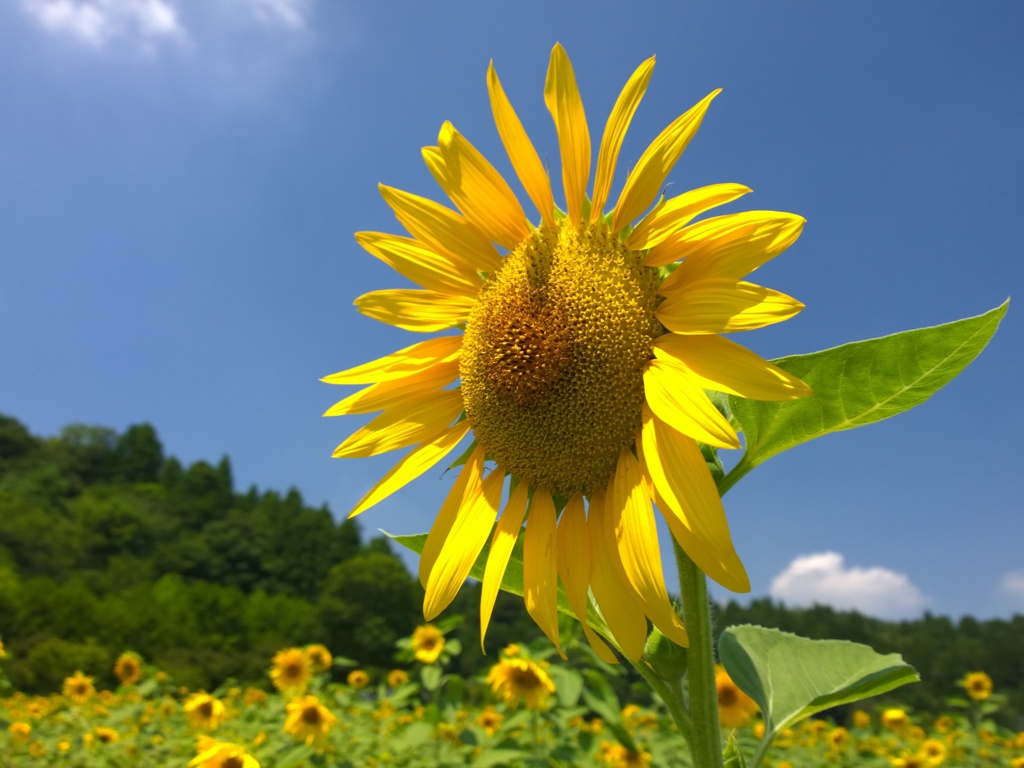 日差しを下さい①