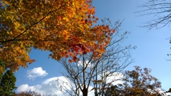 箱根強羅公園