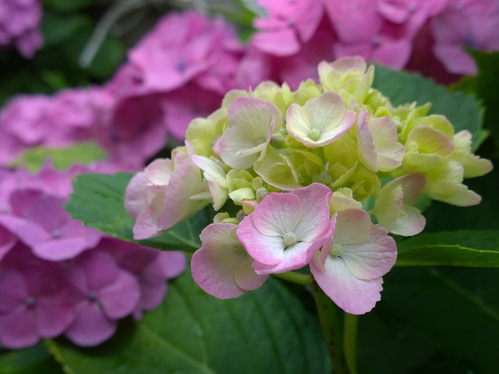 紫陽花 ピンクと白