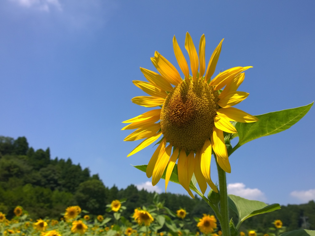 日差しを下さい②