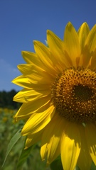 Sun flower