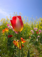 菜の花とチューリップのコラボネーション