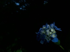 紫陽花だって太陽が好き