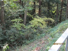 IMG_0767