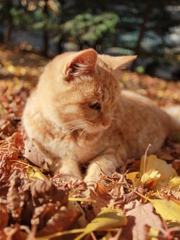 転寝する猫