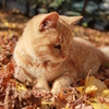 転寝する猫