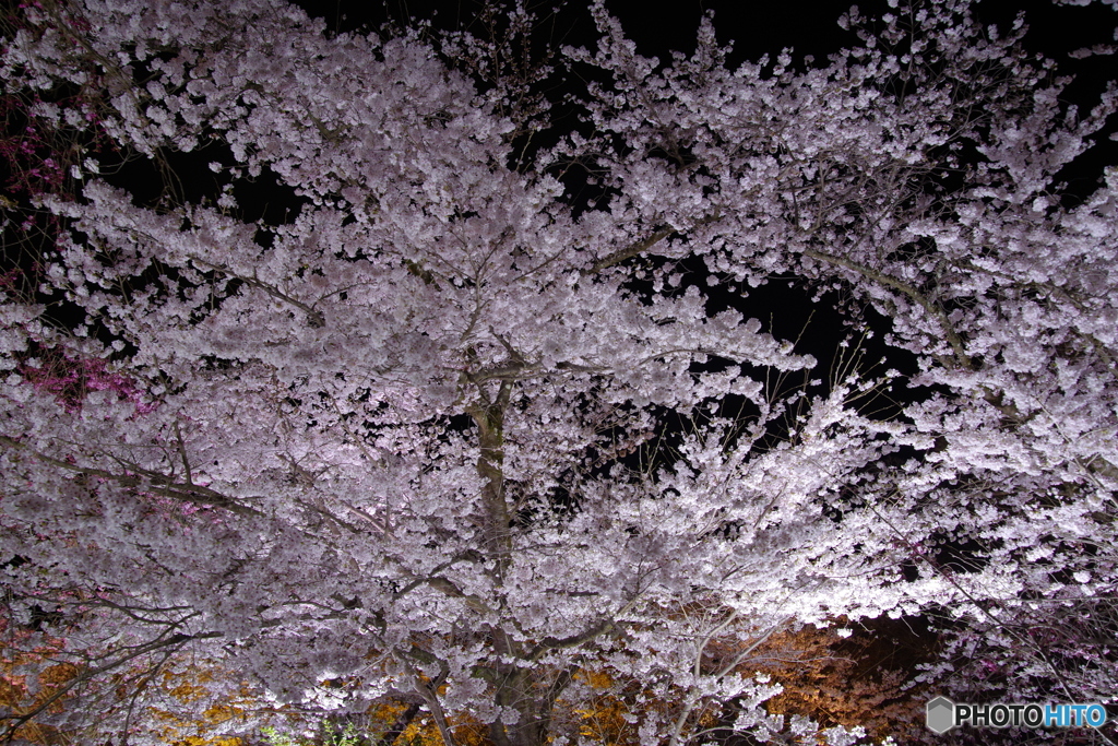夜桜Splash・府立植物園5（’22京さくら）