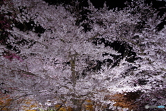 夜桜Splash・府立植物園5（’22京さくら）