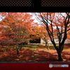 2017秋紅葉（妙覚寺1）
