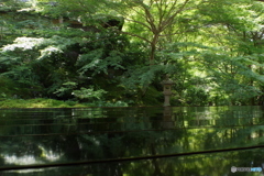 床もみじ　瑠璃光院