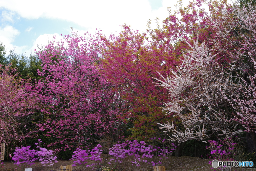 2019桜紀行（鈴鹿の森庭園）