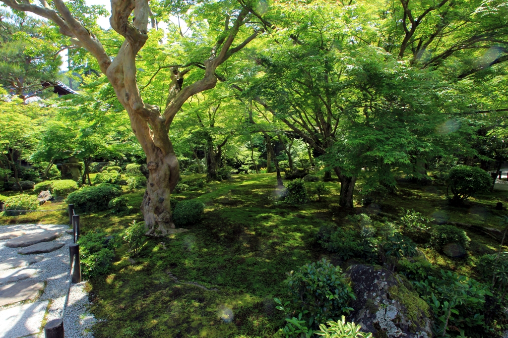 2015　新緑（圓光寺2）