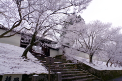 雪の曼殊院門跡