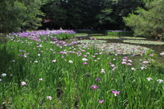 初夏の平安神宮1（西神苑・花菖蒲）