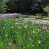 初夏の平安神宮1（西神苑・花菖蒲）