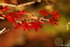 2021京の紅葉（京都府立植物園ライトアップ3）