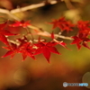 2021京の紅葉（京都府立植物園ライトアップ3）