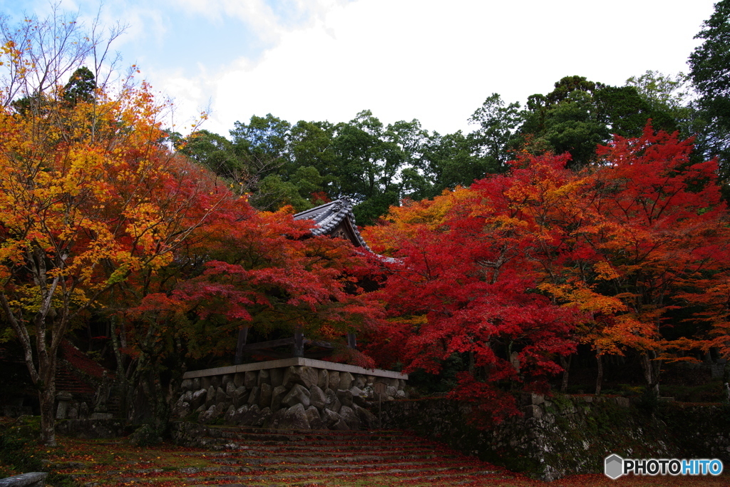2018紅葉　滋賀県とある寺にて2