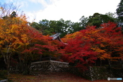 2018紅葉　滋賀県とある寺にて2