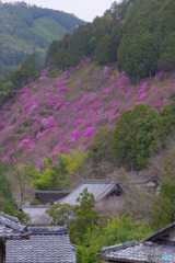 2020年の春（ミツバツツジ　西明寺山）