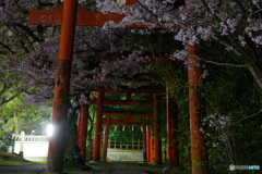 竹中稲荷・夜（’22京さくら）