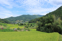 稲渕の棚田