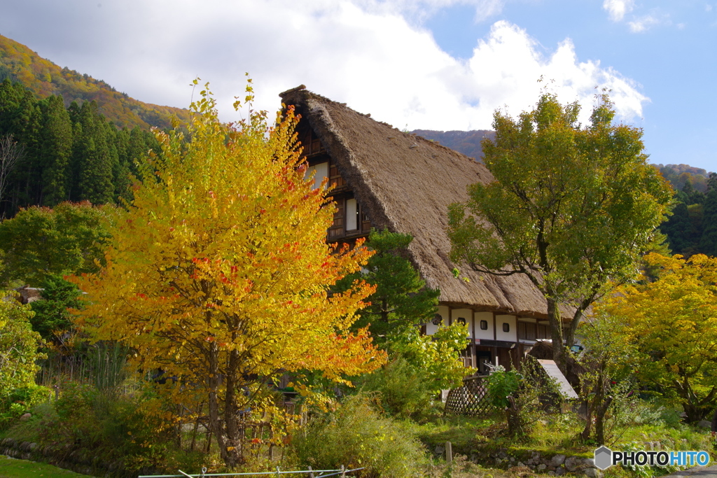 白川郷の秋1（2022年紅葉）