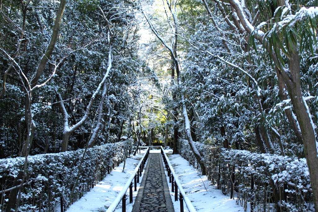 高桐院参道・雪化粧