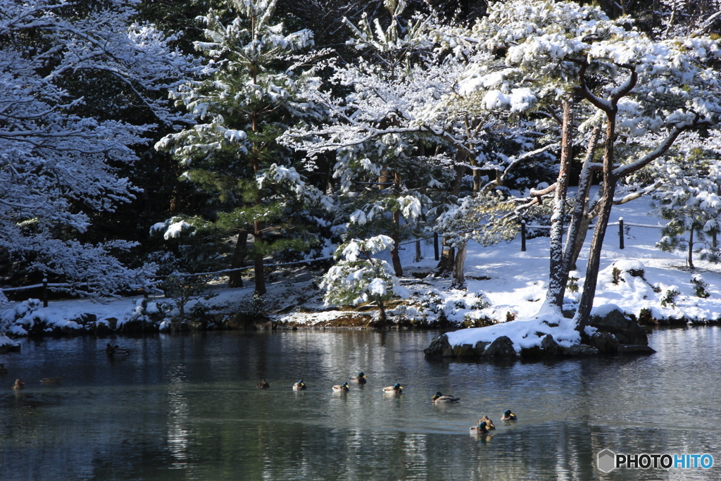 2017京雪景（鹿苑寺金閣7）