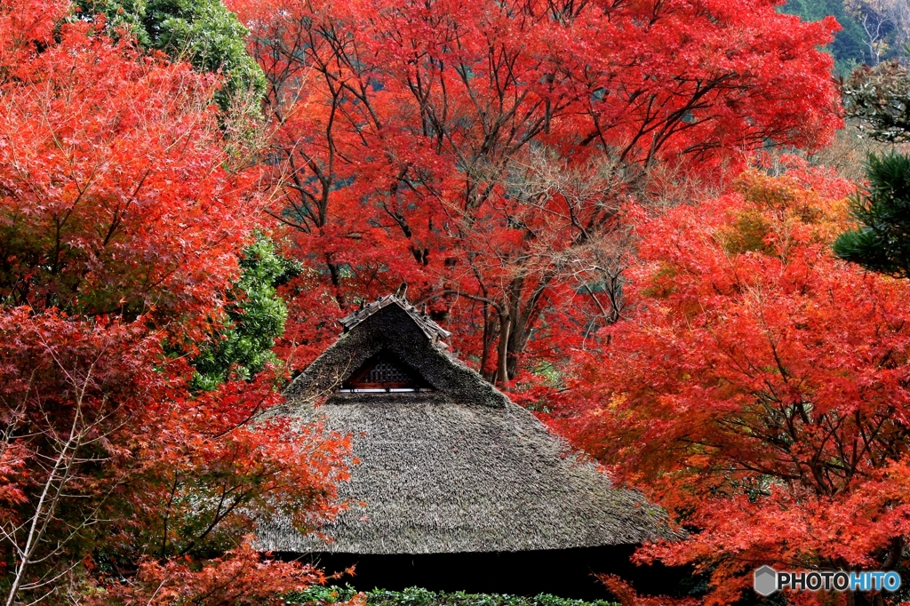 2015紅葉（金福寺3）