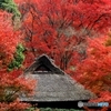 2015紅葉（金福寺3）