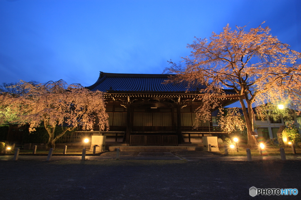 2018桜紀行（妙満寺）