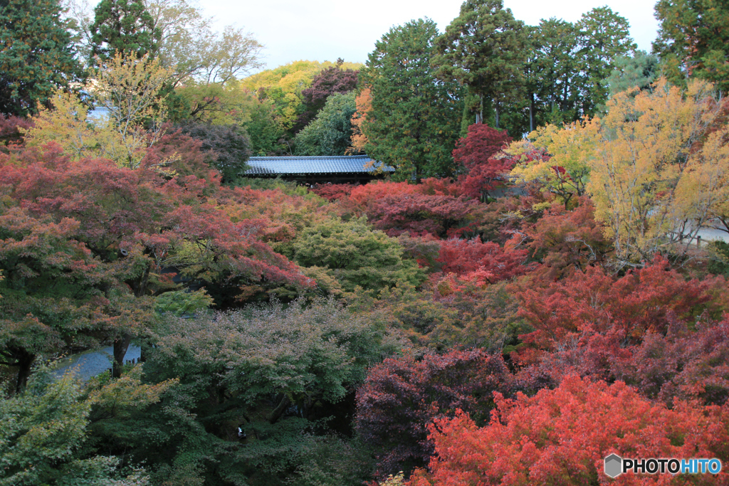 東福寺通天橋より（2024紅葉）