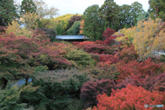 東福寺通天橋より（2024紅葉）