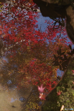 映りこむ季節