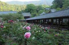 奈良・花紀行4（長谷寺・ぼたん1）