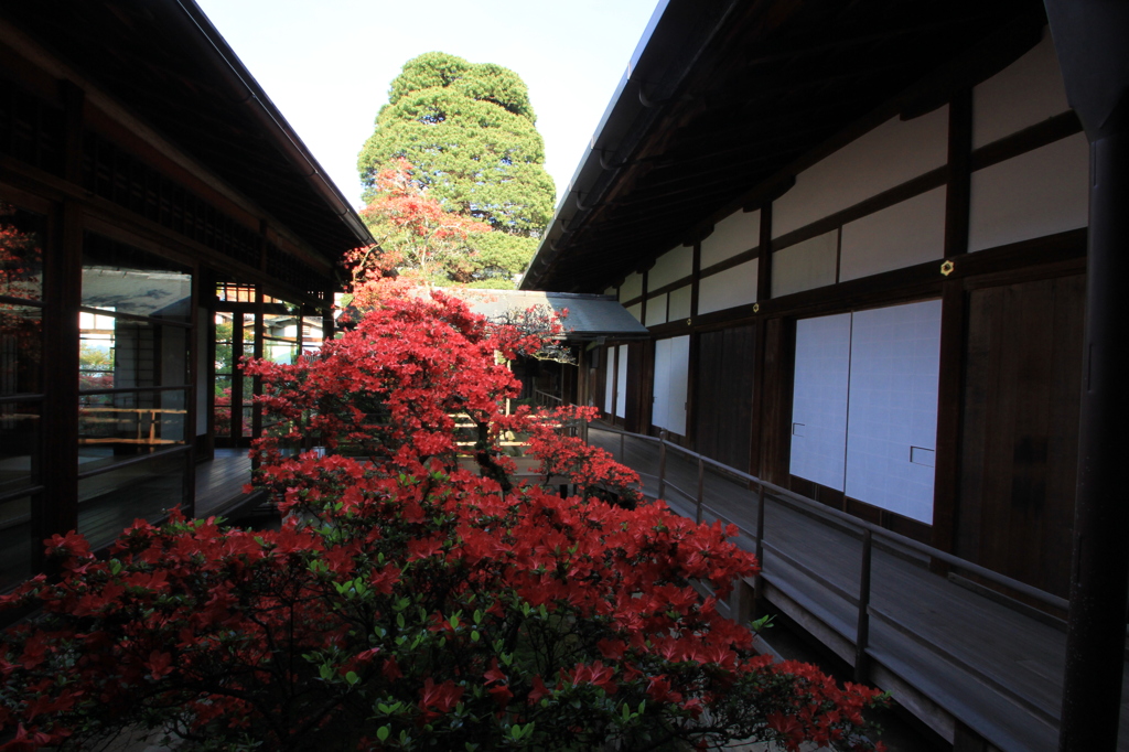 春景色（霧島ツツジ2）