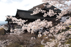 2014京都・桜 9(清水寺)