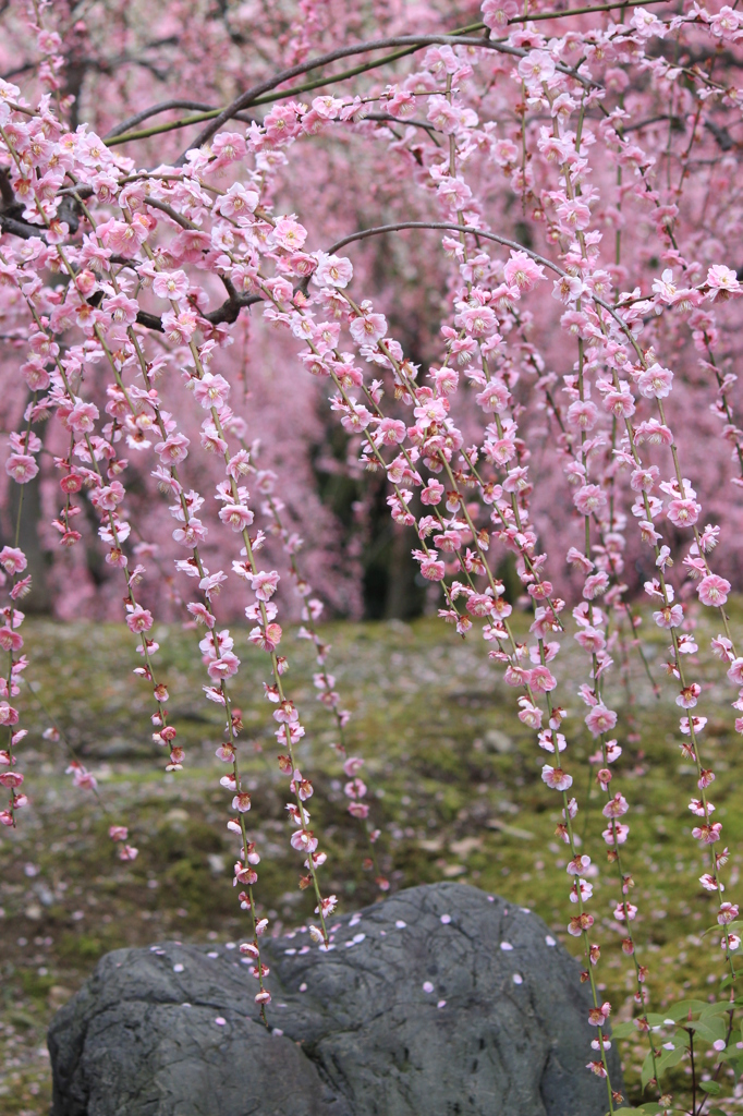 しだれ梅・満開④