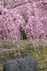しだれ梅・満開④