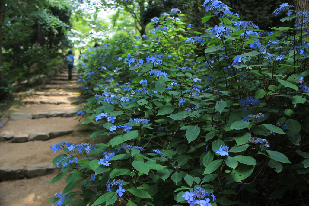 初夏・あじさい（神戸市立森林植物園）
