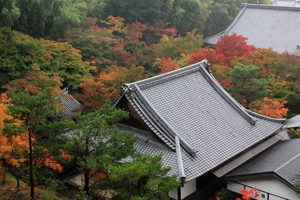 紅葉・ 圓光寺5