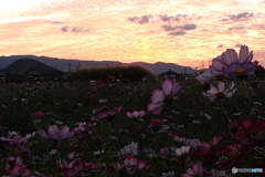 秋桜（藤原宮跡にて4）