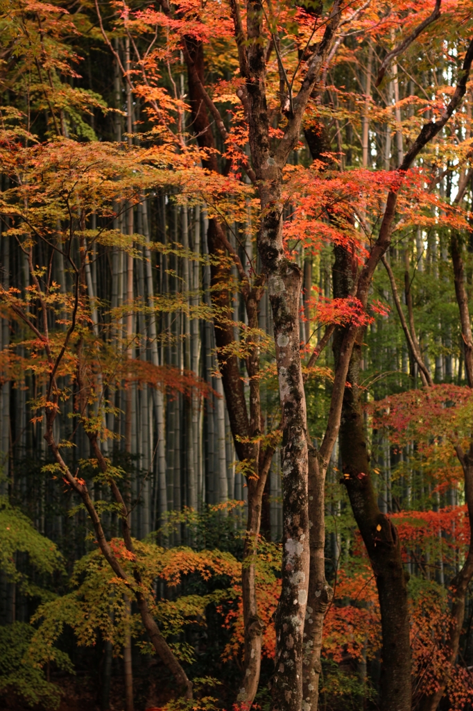 疎な紅葉