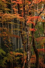 疎な紅葉