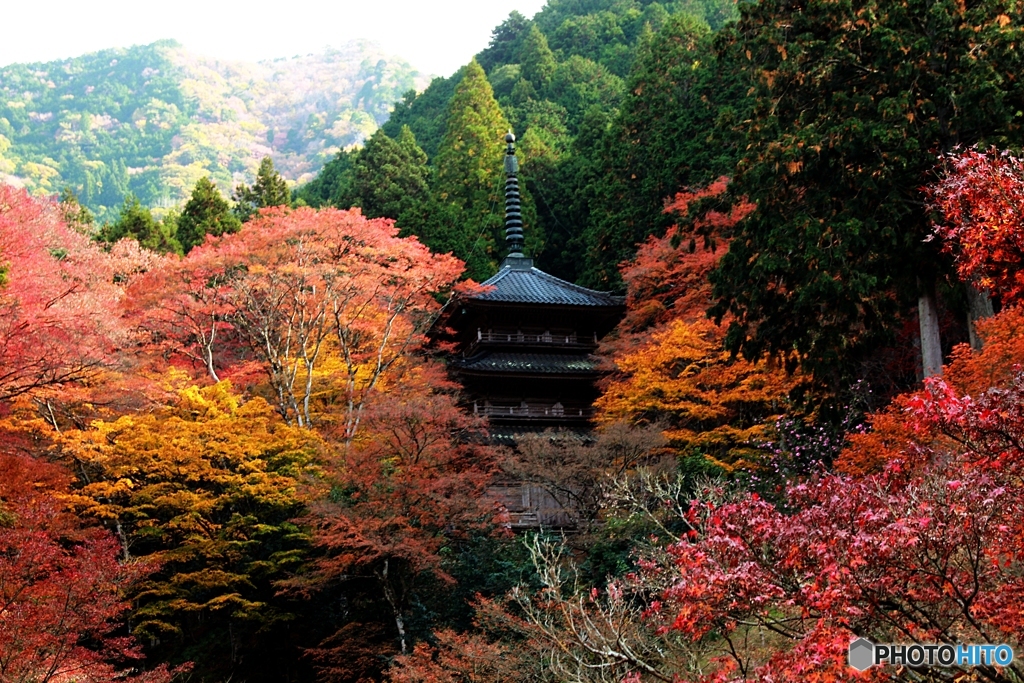 2019紅葉（丹波　高源寺）